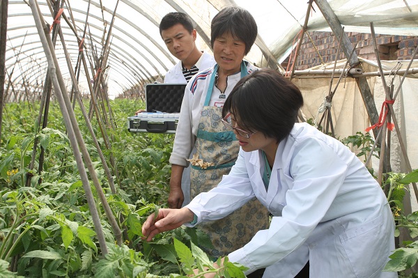 农技专家走进大棚指导灾害防范