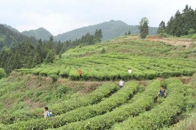 洋港万亩油茶绿满坡