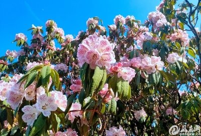 两镇携手办节 游客跨省赏花