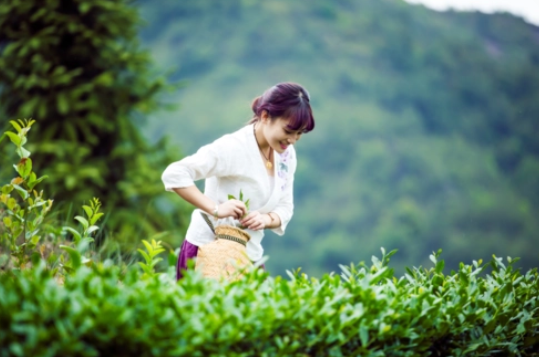 茶旅融合擦亮产业名片