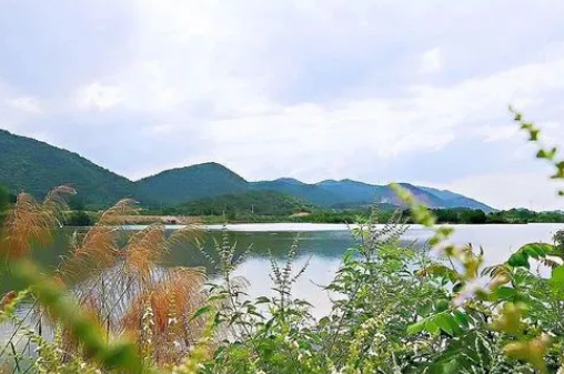 夏浴湖开启花海模式