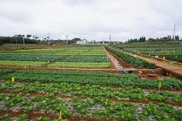 黄石市十大标准化蔬菜园名单出炉