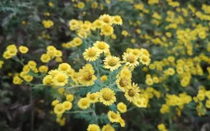 全省推广种植黄石道地药材野菊花